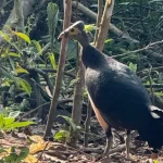 Burung Maleo