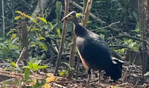 Burung Maleo