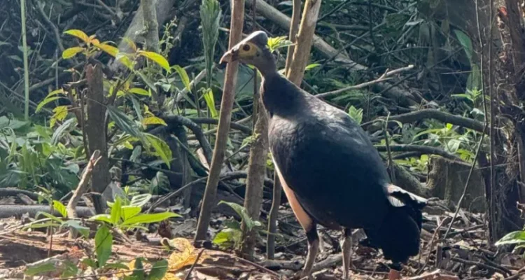 Burung Maleo