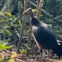 Burung Maleo