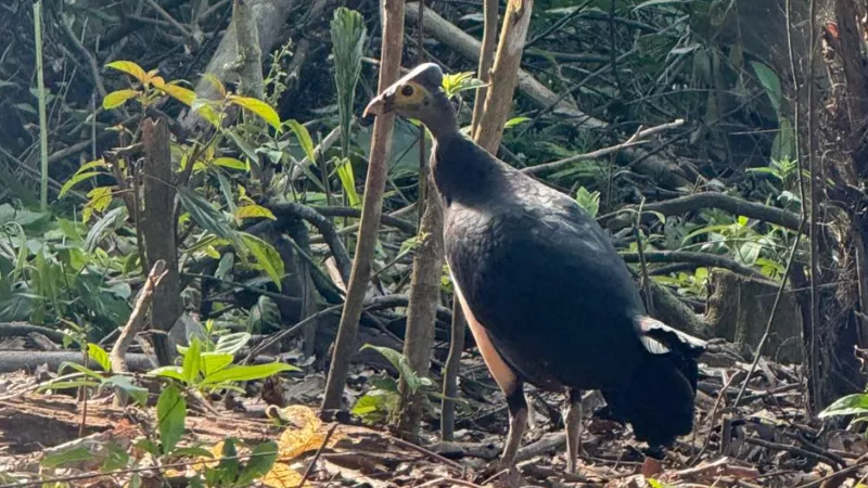 Burung Maleo