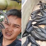 Ikan sapu-sapu