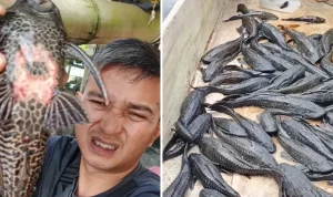 Ikan sapu-sapu