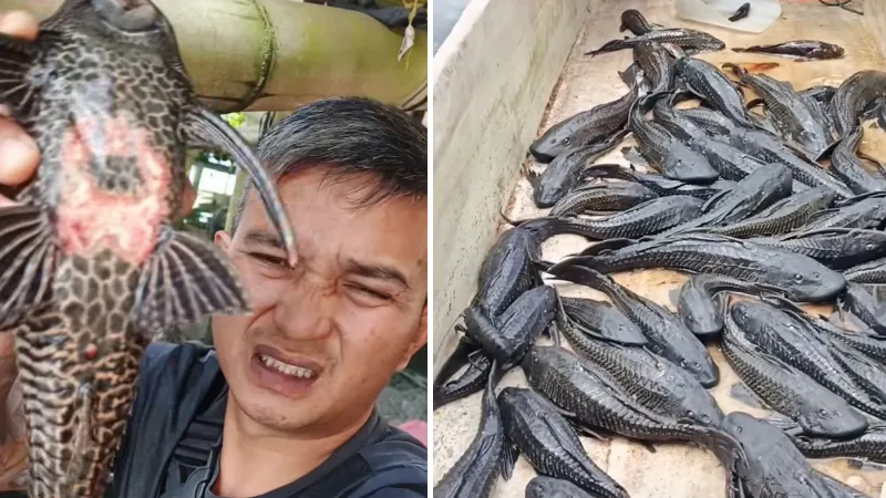 Ikan sapu-sapu