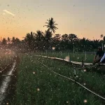 Melalui listrik PLN, produktivitas dan efisiensi para petani bawang di Desa Telle, Kabupaten Bone, Sulawesi Selatan semakin meningkat.(Foto: dok. PLN)