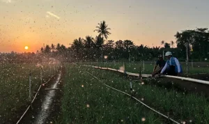Melalui listrik PLN, produktivitas dan efisiensi para petani bawang di Desa Telle, Kabupaten Bone, Sulawesi Selatan semakin meningkat.(Foto: dok. PLN)