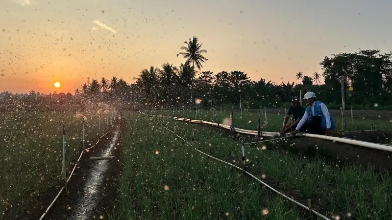 Melalui listrik PLN, produktivitas dan efisiensi para petani bawang di Desa Telle, Kabupaten Bone, Sulawesi Selatan semakin meningkat.(Foto: dok. PLN)